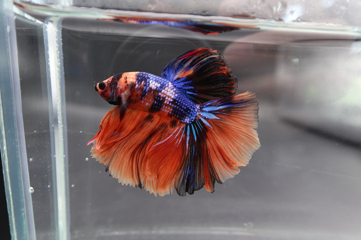 Rare Halfmoon Multicolors Betta Fish