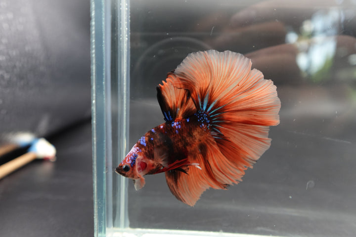 Rare Halfmoon Multicolors Betta Fish