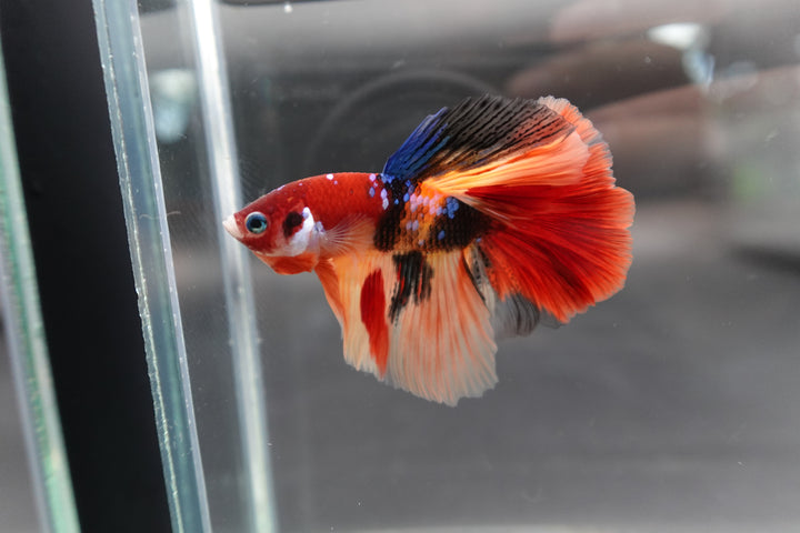Rare Halfmoon Multicolors Betta Fish