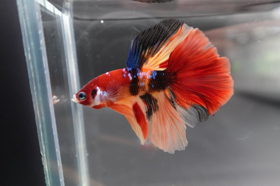 Rare Halfmoon Multicolors Betta Fish