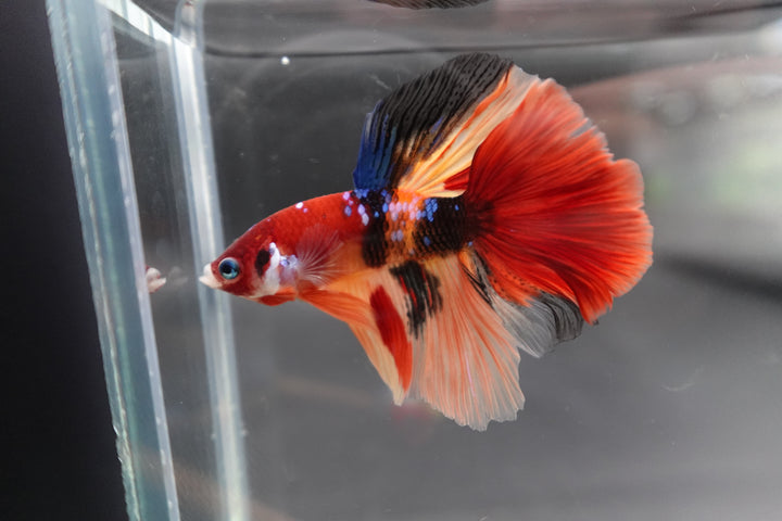 Rare Halfmoon Multicolors Betta Fish