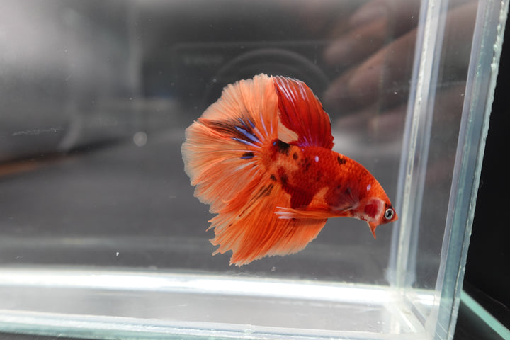 Rare Halfmoon Multicolors Betta Fish
