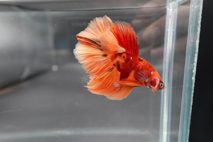 Rare Halfmoon Multicolors Betta Fish