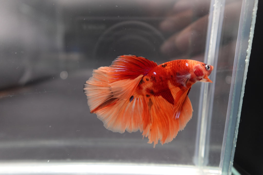 Rare Halfmoon Multicolors Betta Fish