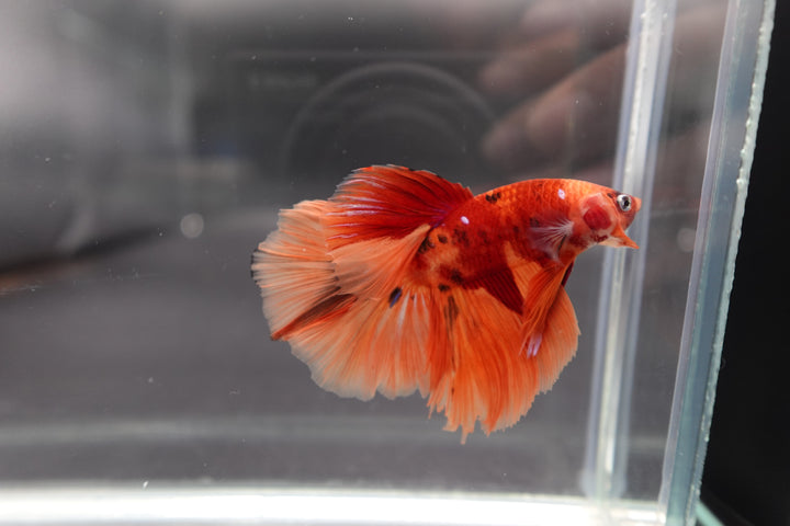 Rare Halfmoon Multicolors Betta Fish
