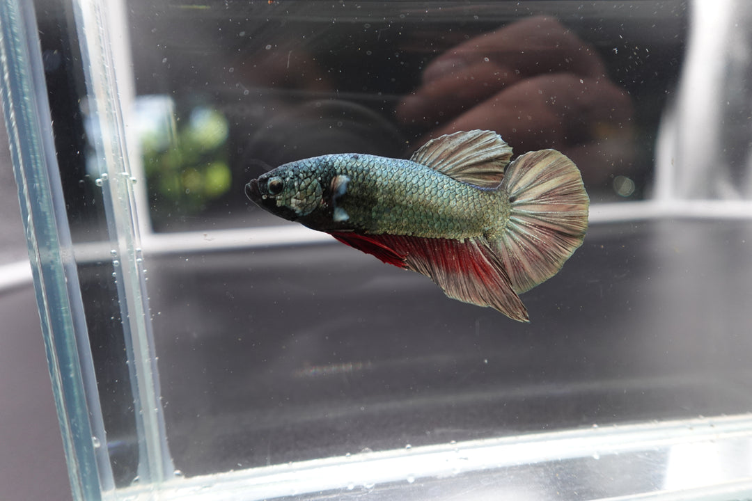 Rare Giant Multicolors Betta Fish