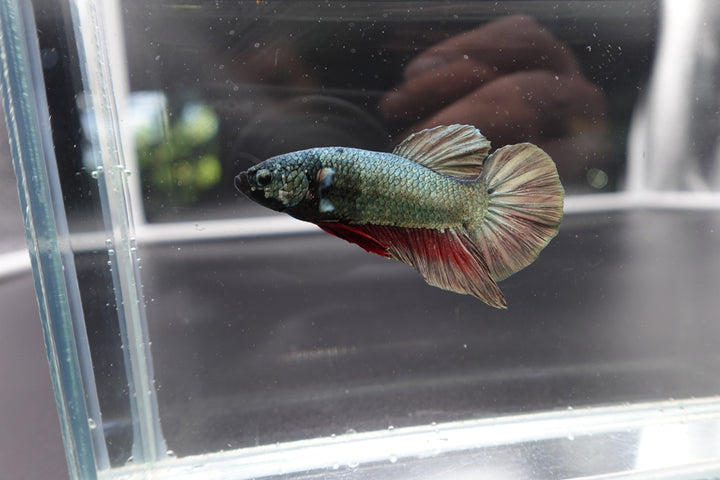 Rare Giant Multicolors Betta Fish