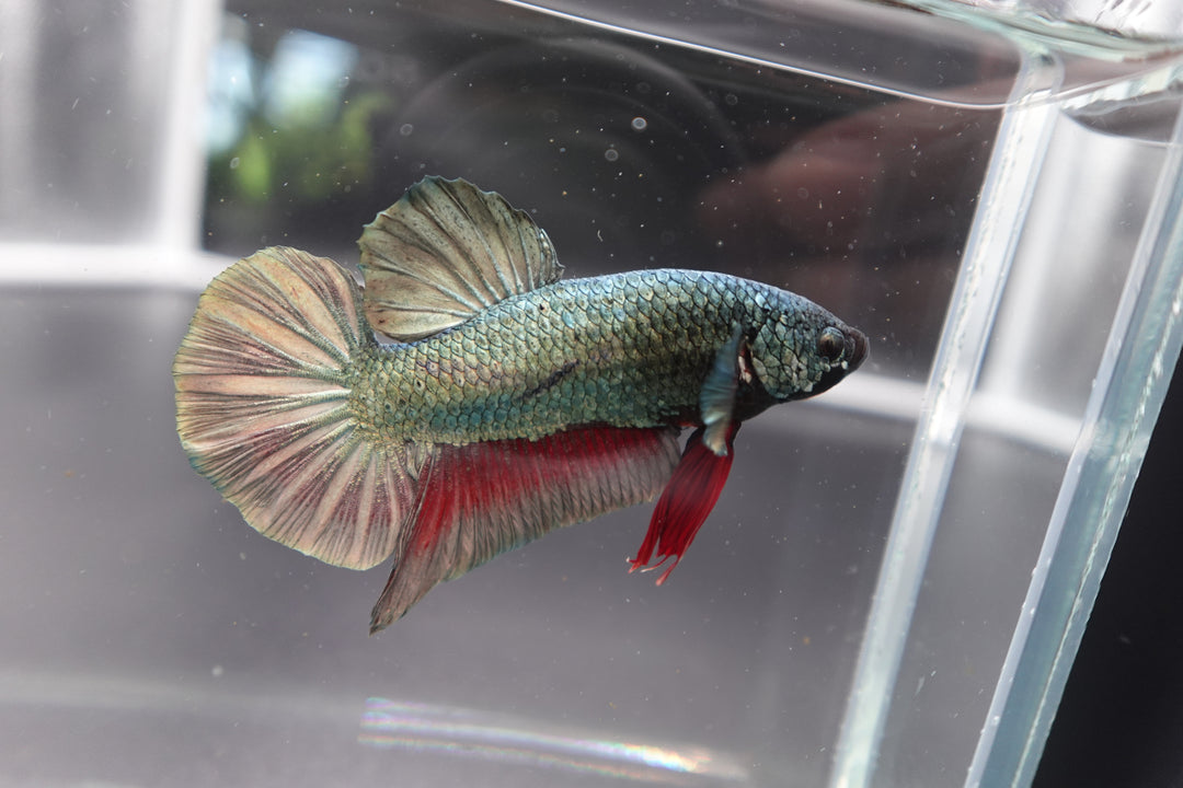 Rare Giant Multicolors Betta Fish