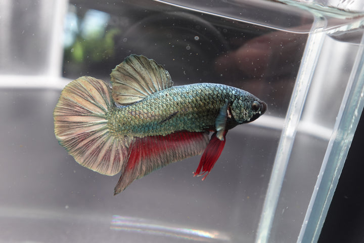 Rare Giant Multicolors Betta Fish