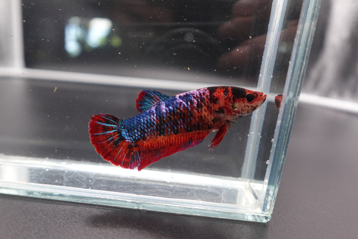 Rare Giant Multicolors Betta Fish