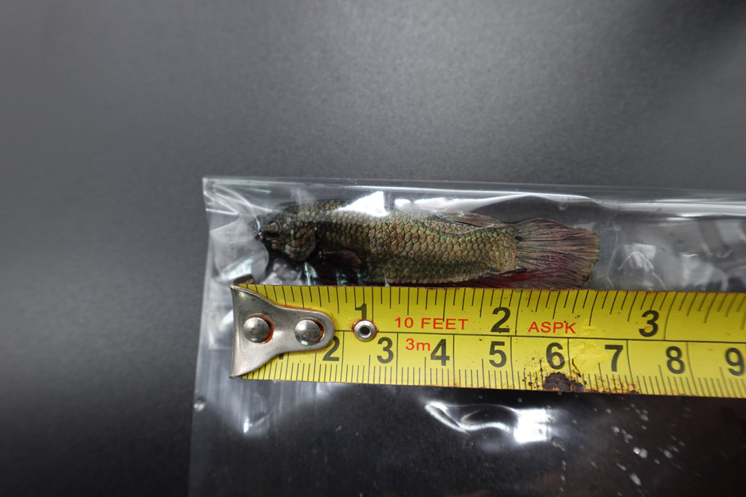 Rare Giant Multicolors Betta Fish