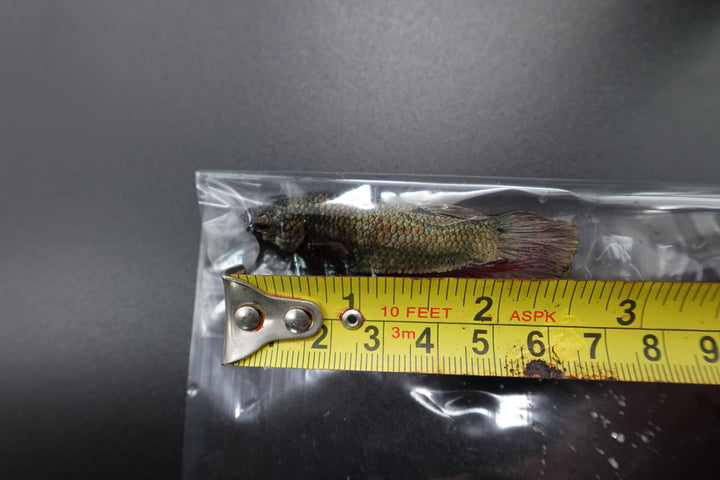 Rare Giant Multicolors Betta Fish