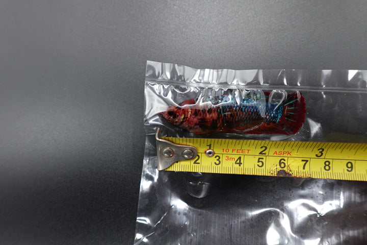 Rare Giant Multicolors Betta Fish