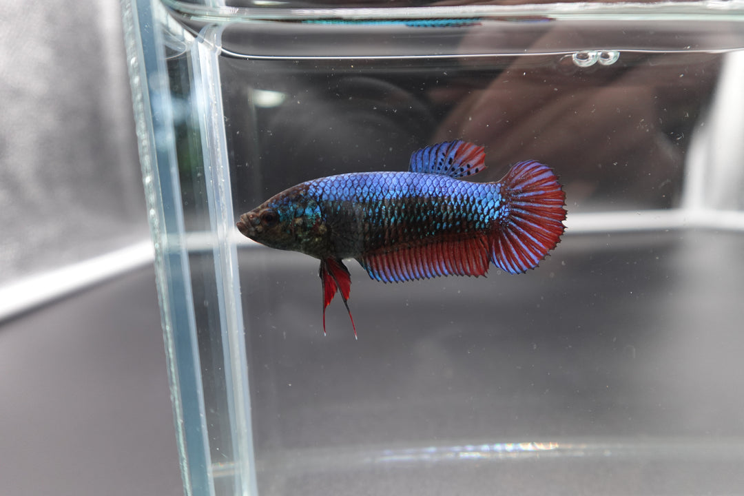 Rare Giant Multicolors Betta Fish