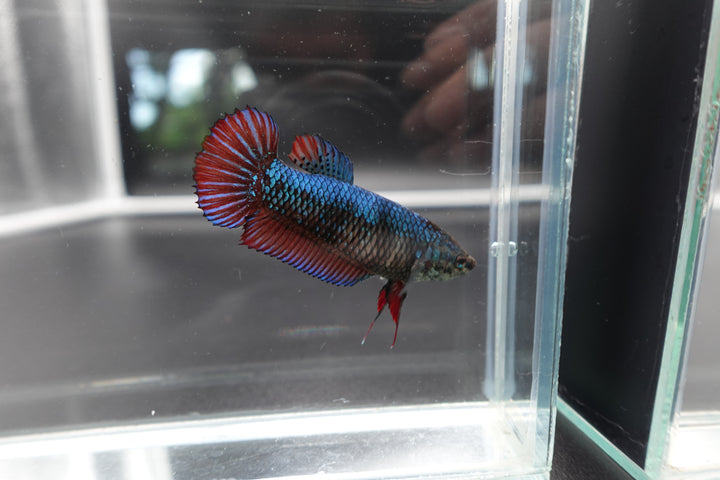 Rare Giant Multicolors Betta Fish