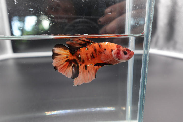 Rare Giant Multicolors Betta Fish