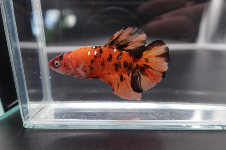 Rare Giant Multicolors Betta Fish