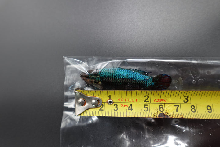 Rare Giant Multicolors Betta Fish
