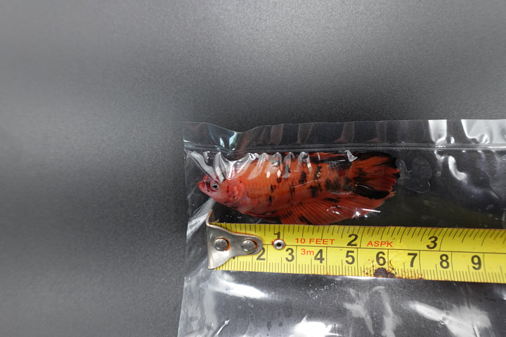 Rare Giant Multicolors Betta Fish