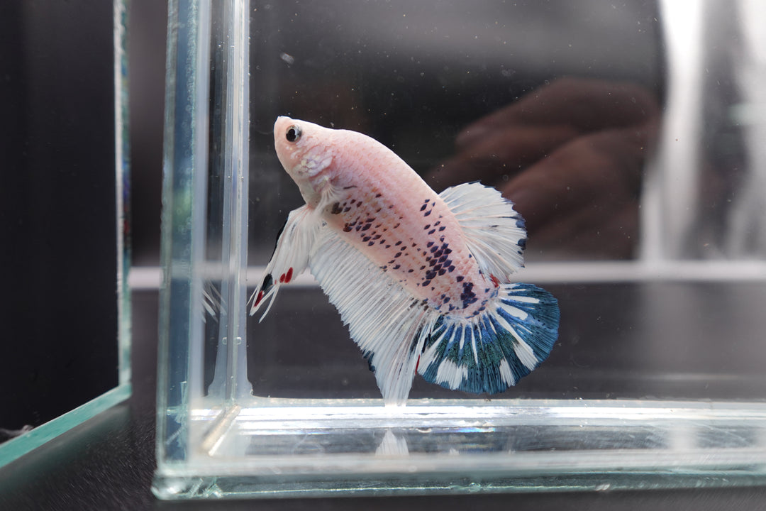 Rare Giant Multicolors Betta Fish