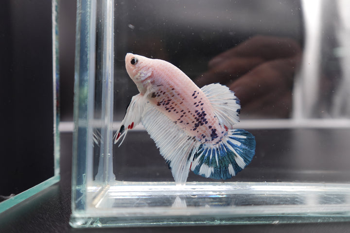 Rare Giant Multicolors Betta Fish