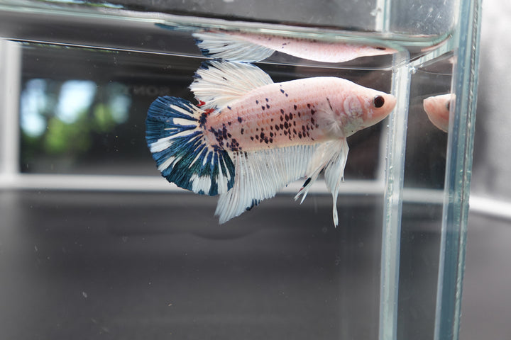 Rare Giant Multicolors Betta Fish