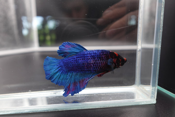 Rare Giant Multicolors Betta Fish