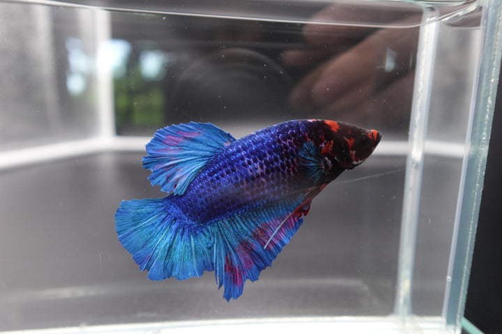 Rare Giant Multicolors Betta Fish