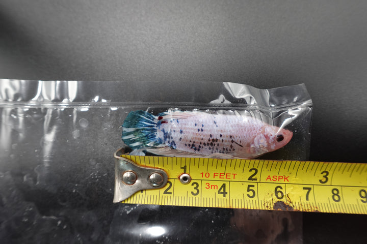 Rare Giant Multicolors Betta Fish