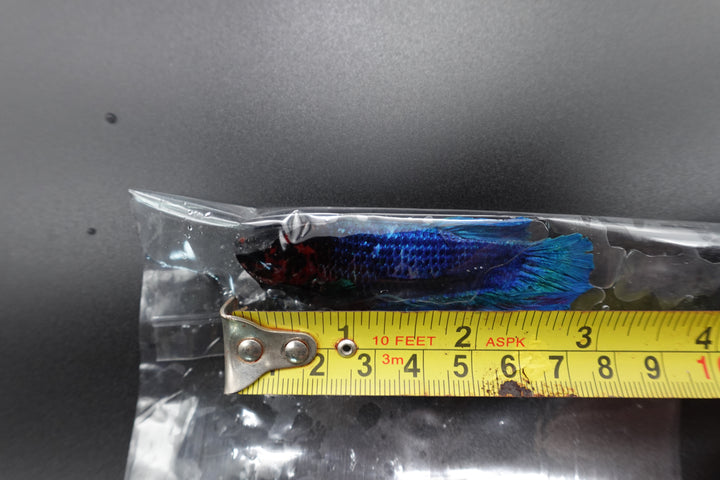 Rare Giant Multicolors Betta Fish