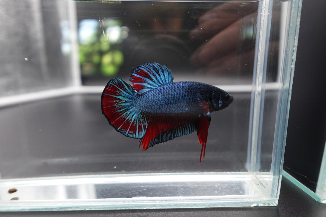 Rare Giant Antique Betta Fish