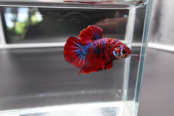 Rare Giant Multicolors Betta Fish