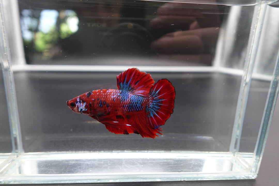 Rare Giant Multicolors Betta Fish
