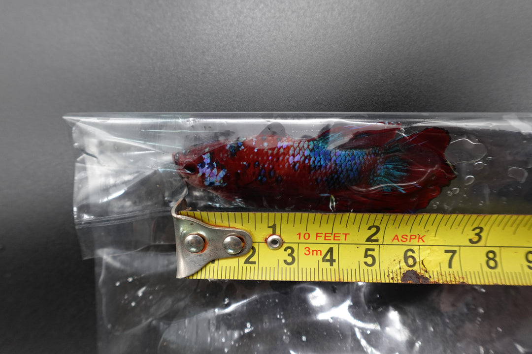 Rare Giant Multicolors Betta Fish