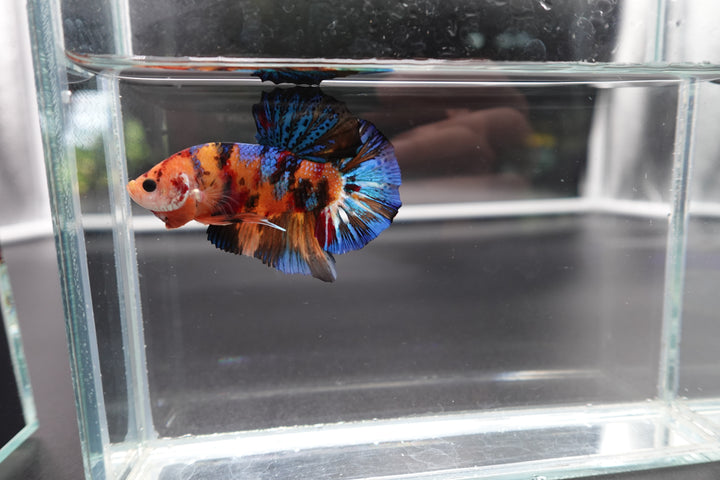 Rare Giant Multicolors Betta Fish