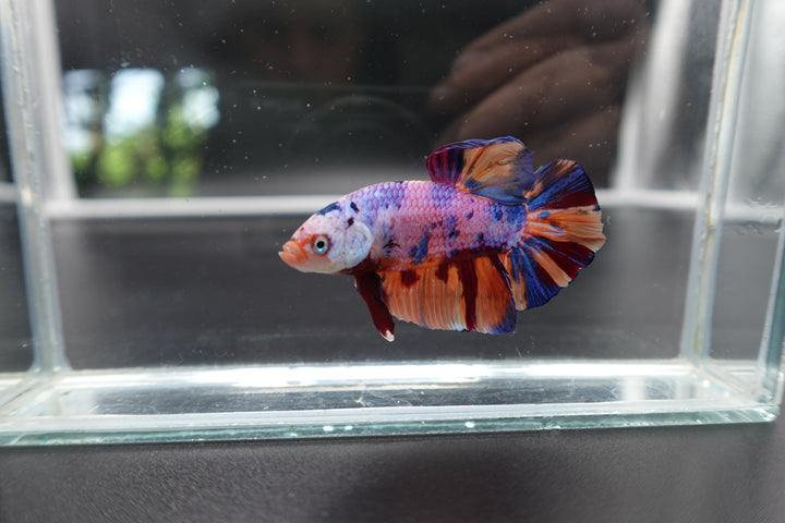 Rare Giant Multicolors Betta Fish