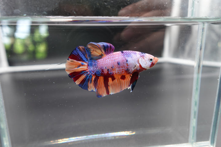 Rare Giant Multicolors Betta Fish