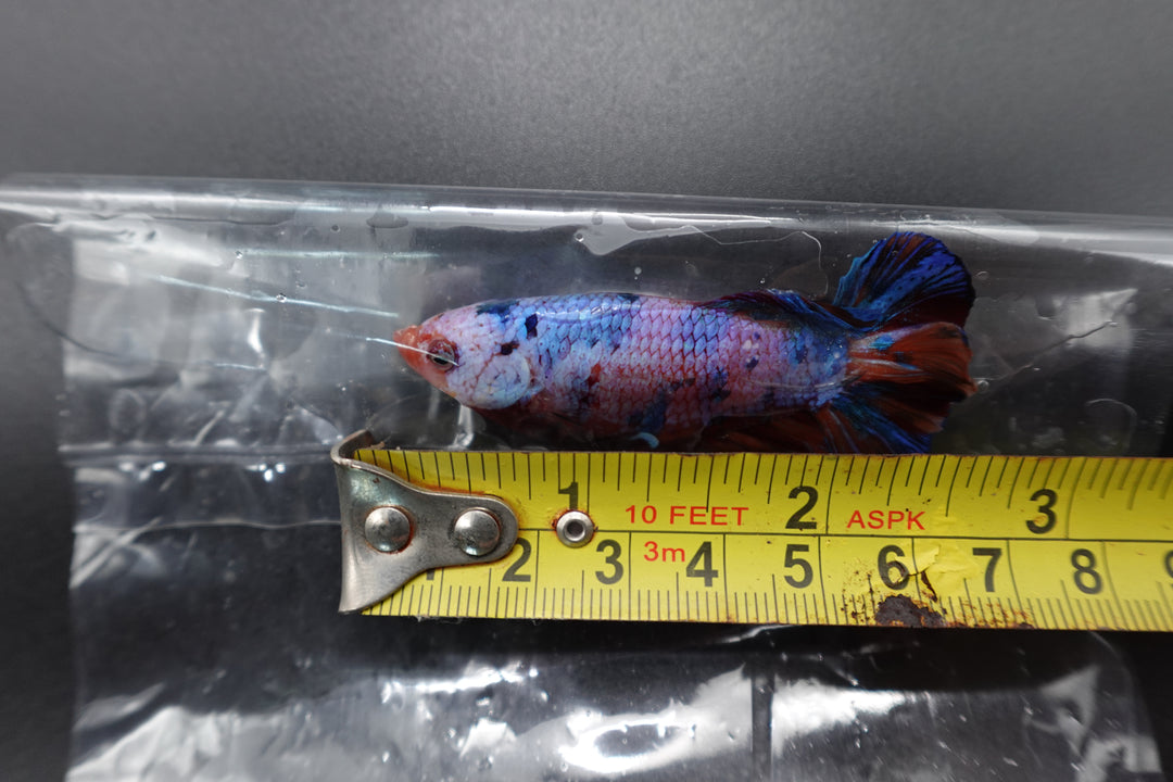 Rare Giant Multicolors Betta Fish