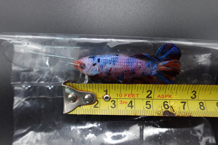 Rare Giant Multicolors Betta Fish