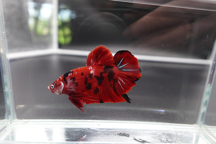 Rare Giant Multicolors Betta Fish