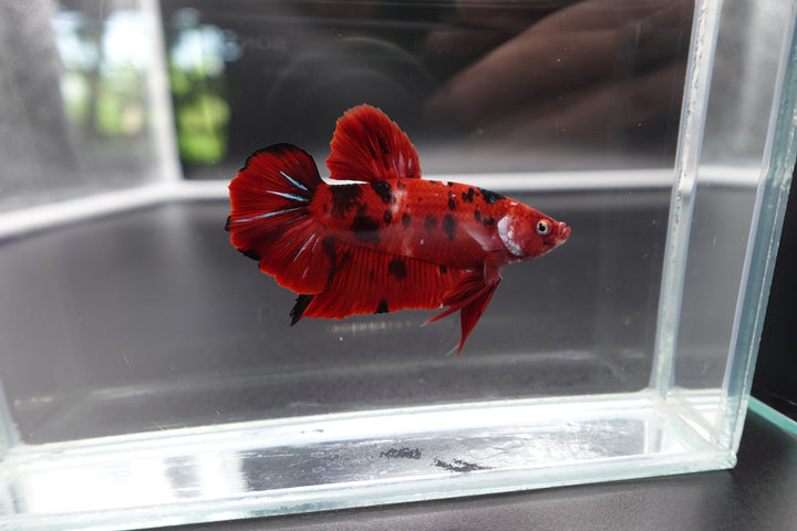 Rare Giant Multicolors Betta Fish