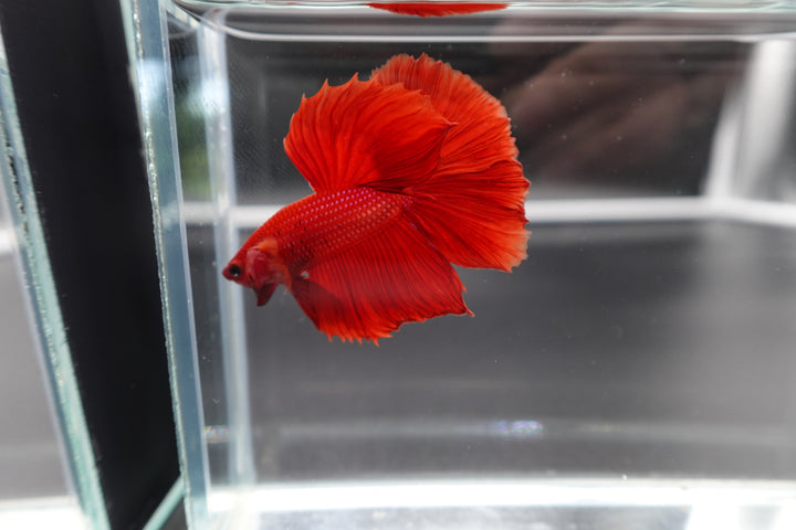 Halfmoon Red Betta Fish