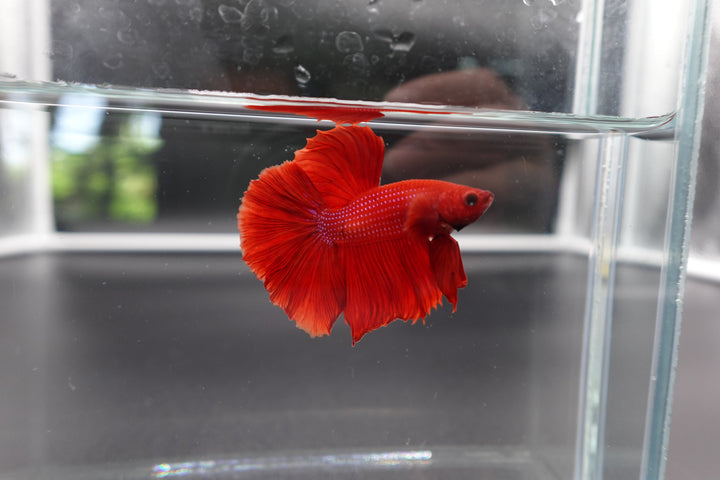 Halfmoon Red Betta Fish