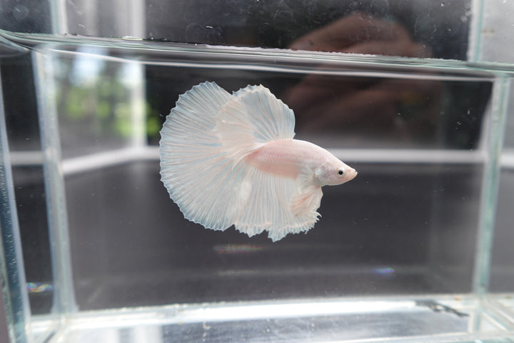 Halfmoon White Betta Fish