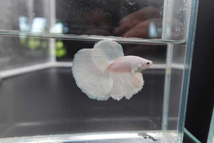 Halfmoon White Betta Fish