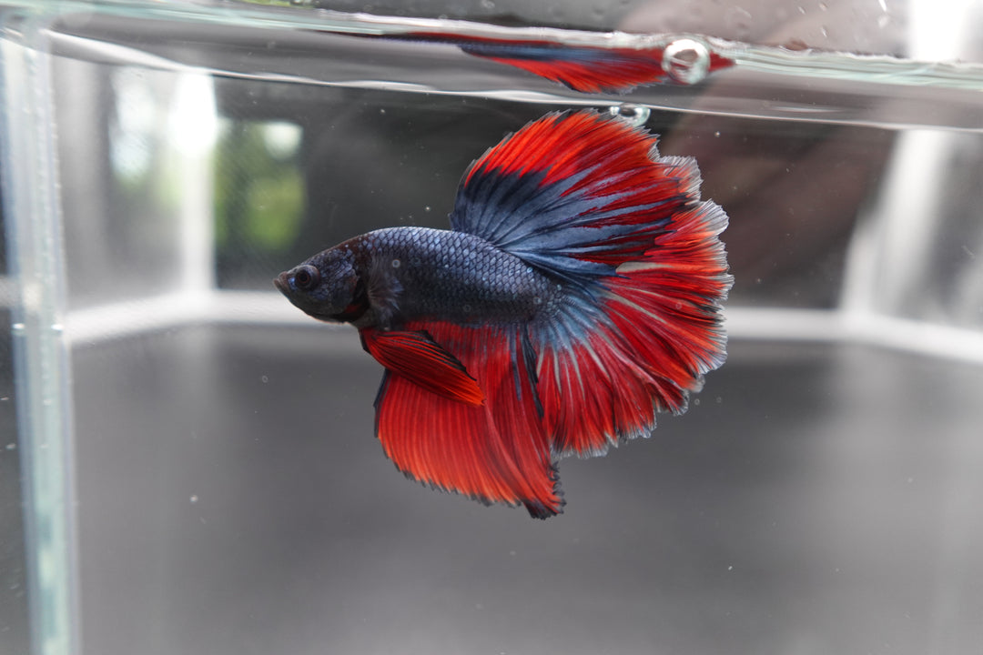 Betta Fish: Ultimate Care Tips for Vibrant, Healthy Pets