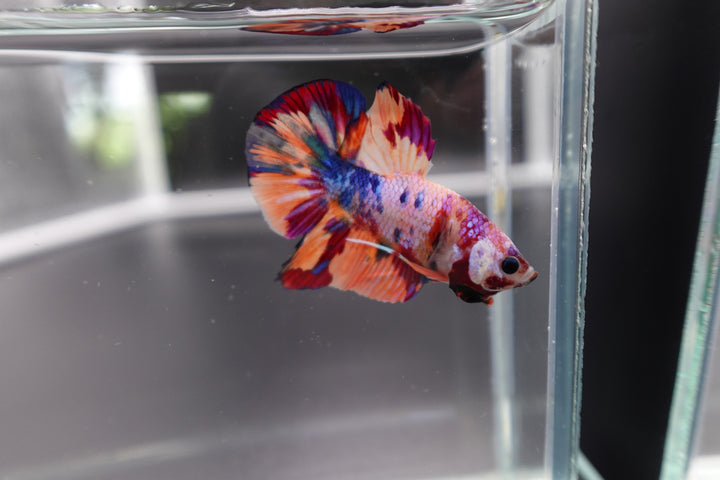 Rare Koi Multicolors Betta Fish