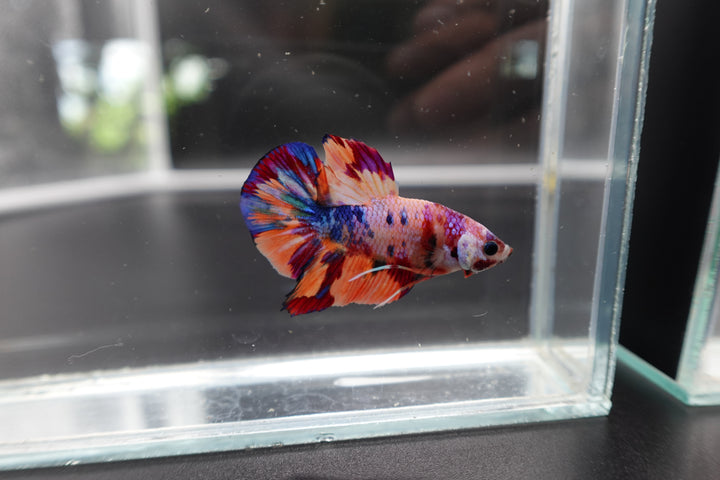 Rare Koi Multicolors Betta Fish