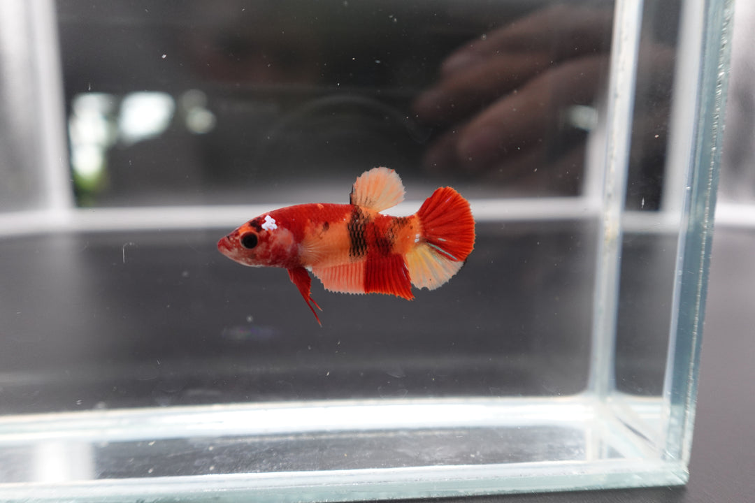 Rare Koi Multicolors Betta Fish