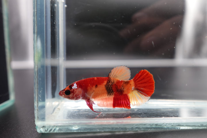 Rare Koi Multicolors Betta Fish